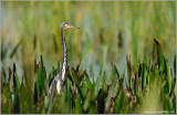 TriColoured Heron 16