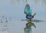 Purple Gallinule 4