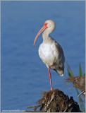 White Ibis 9