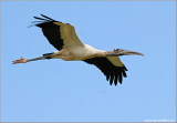 Woodstork 11