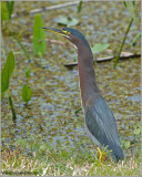 Green Heron 4