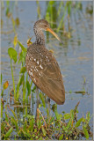 Limpkin 1