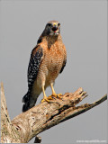 Red-shouldered Hawk 1