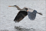 Great Blue Heron 40