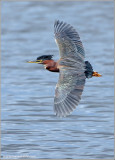 Green Heron 12