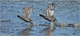 American Coots 7