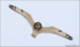 Short-eared Owl 31