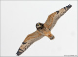 Short-eared Owl 33
