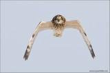 Short-eared Owl 36