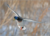 Male Mallard 42