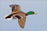 Male Mallard 24