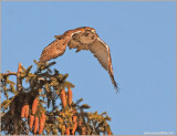 Red-tailed Hawk 69