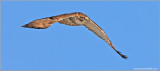 Red-tailed Hawk 71
