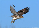 Red-tailed Hawk 72