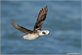 Female Long-tailed Duck 8