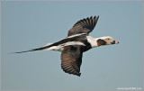 Long-tailed Duck 10