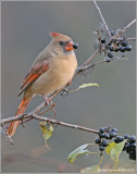 Female Northern Cardinal 17
