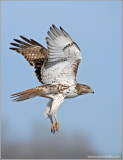 Red-tailed Hawk 74