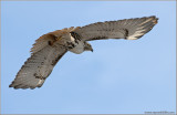 Red-tailed Hawk 75