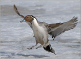 Male Northern Pintail 4