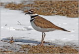 Killdeer 2