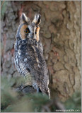 Long-eared Owl 7