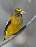 Evening Grosbeak male 1