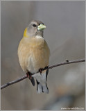 Evening Grosbeak female 2