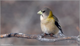 Evening Grosbeak female 4