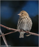 Pine Siskin 4