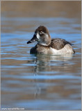 Ring-necked Duck 3