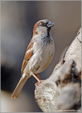House Sparrow, male 2