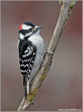 Downy Woodpecker 7