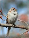 American Tree Sparrow 3