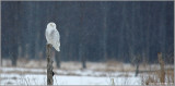 Snowy Owl on Amherst Island 16
