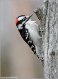 Downy Woodpecker 8