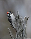 Downy Woodpecker 9