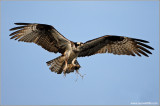 Osprey 27