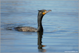 Double-Crested Cormorant 11