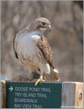 Red-tailed Hawk 76