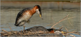 Red Necked Grebe 34