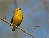 Yellow Warbler 4