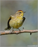 Palm Warbler 2