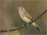 Warbling Vireo 9