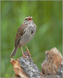 Savannah Sparrow 1