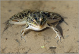 Leopard Frog1