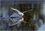 Caspian Tern 8