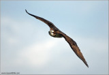 Osprey 37