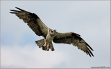Osprey 38