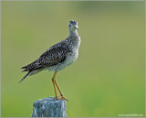 Upland Sandpiper 3